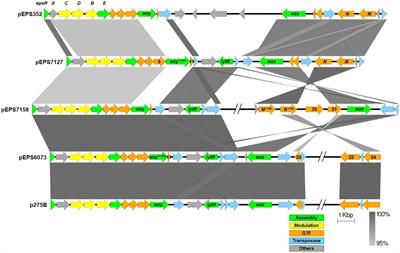 Frontiers Host Encoded Cell Surface Associated Exopolysaccharide